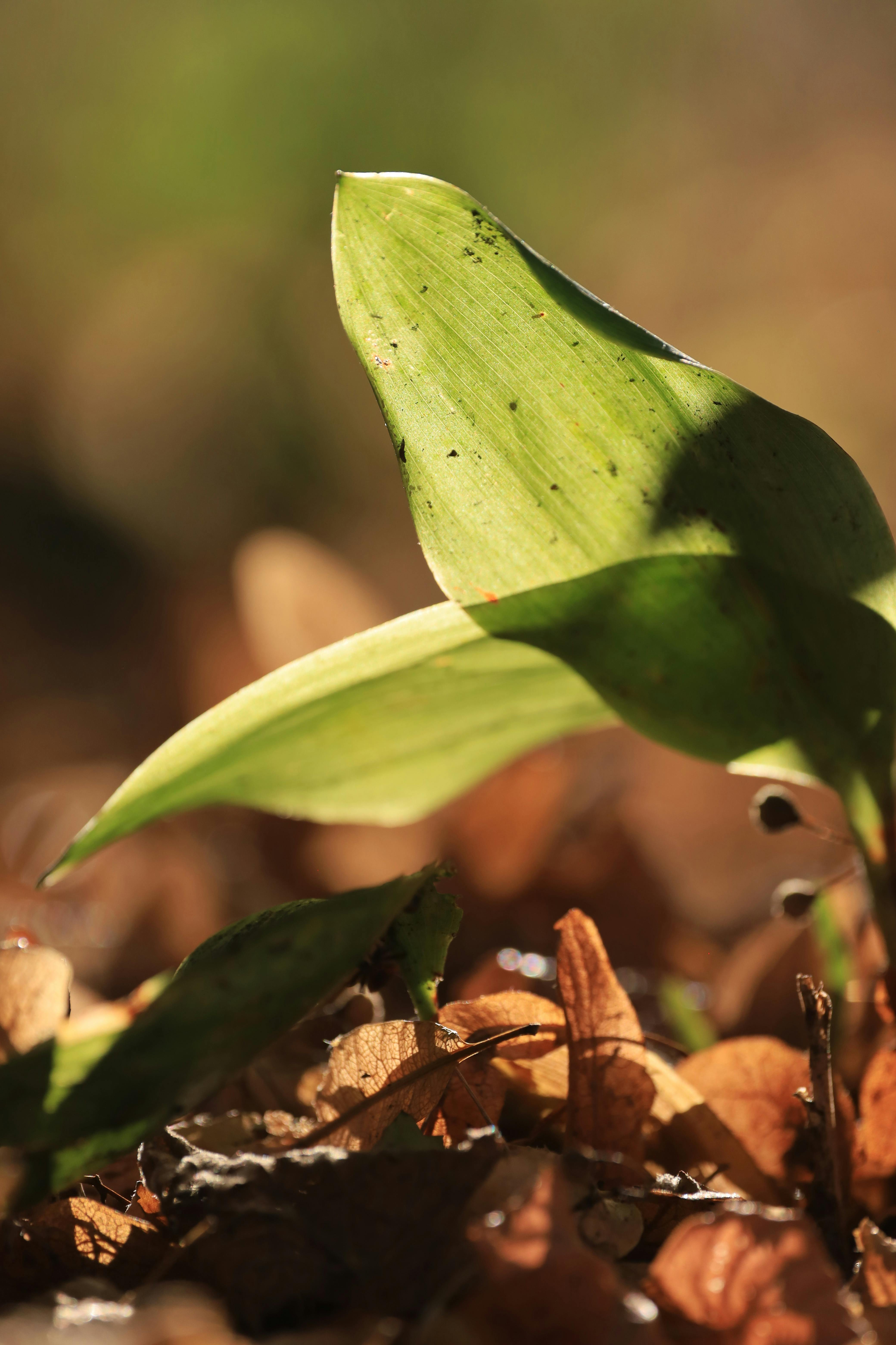 Fall gardening tips