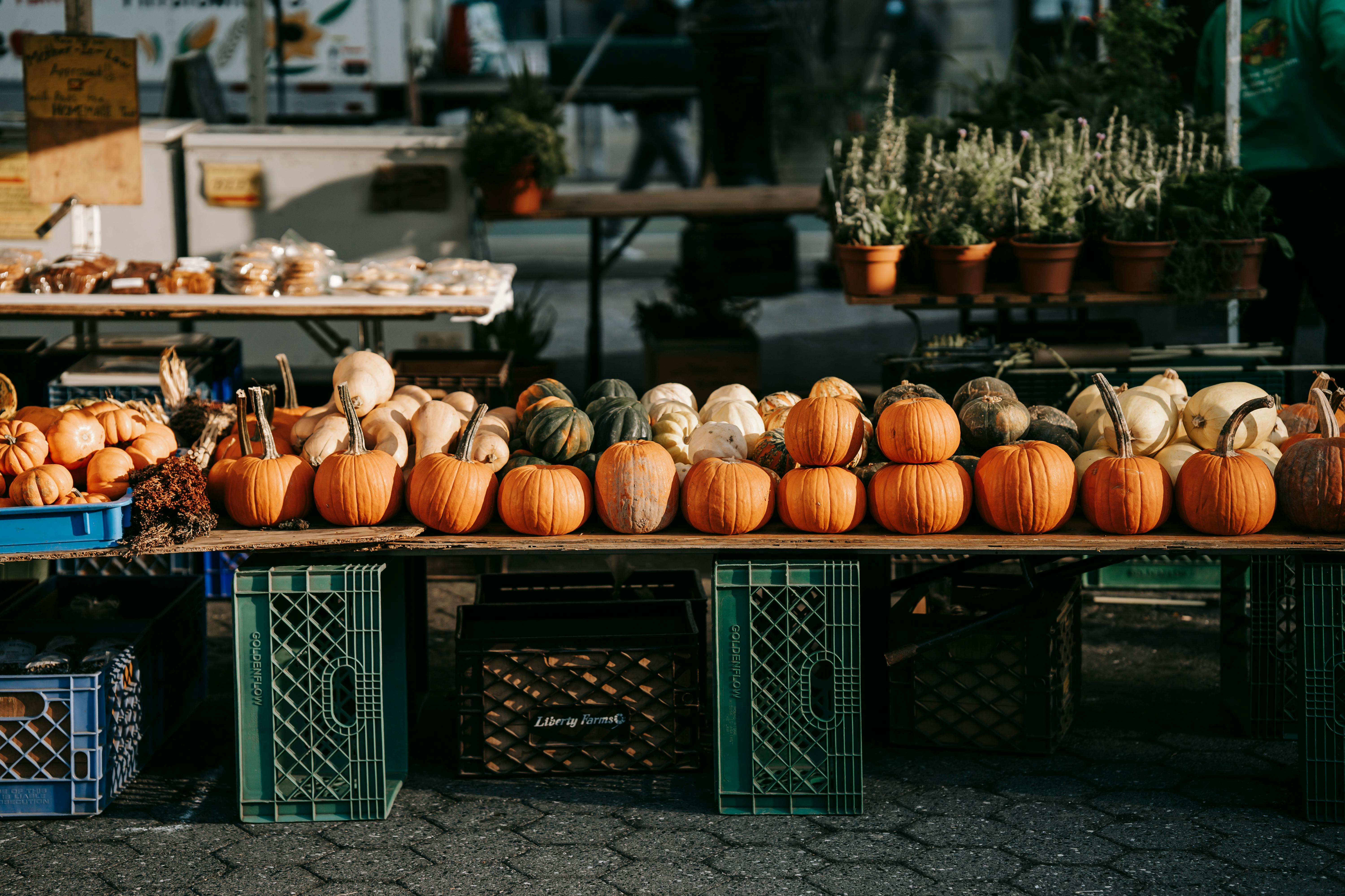 Fall vegetables in raised beds