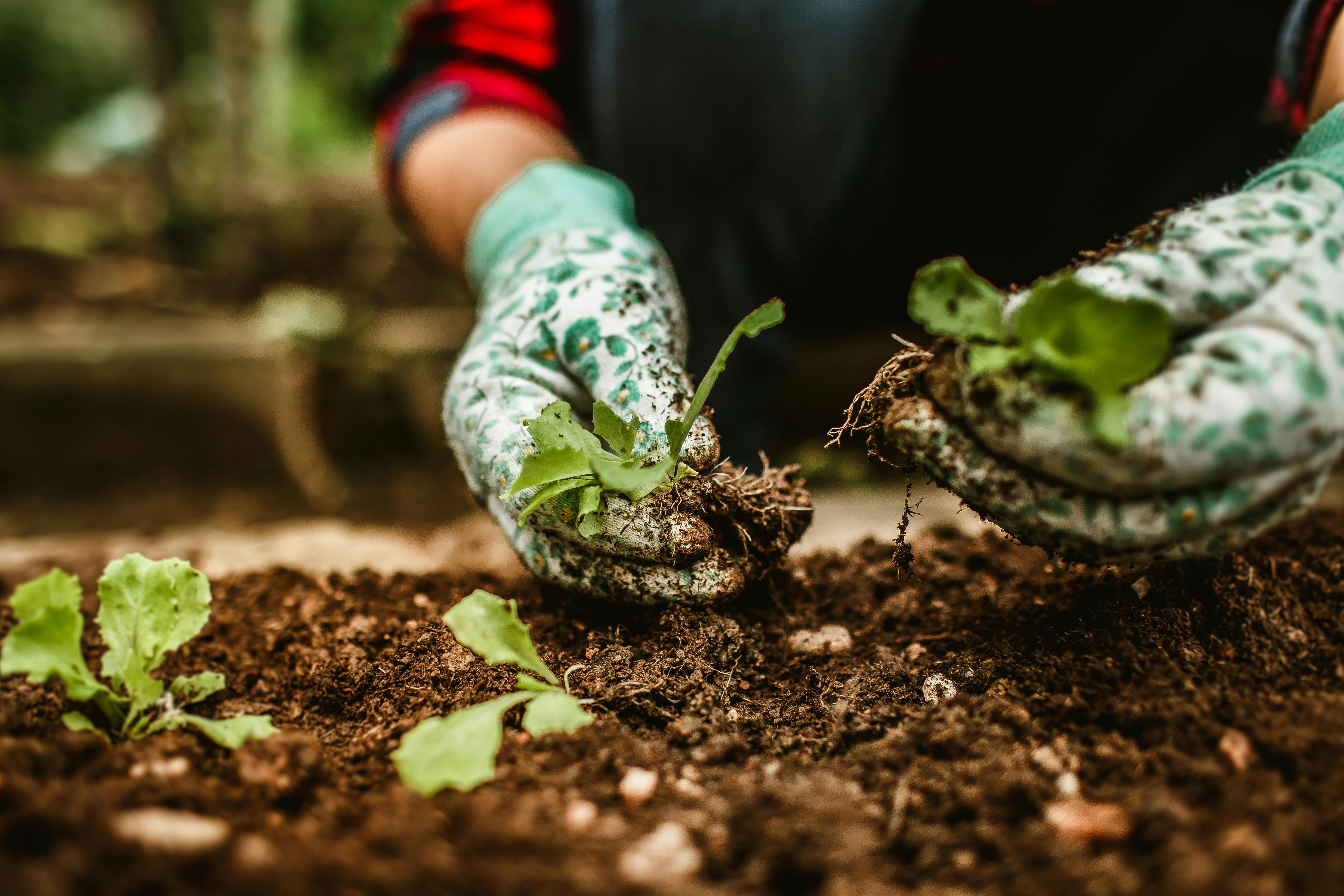 Mulching garden beds in fall