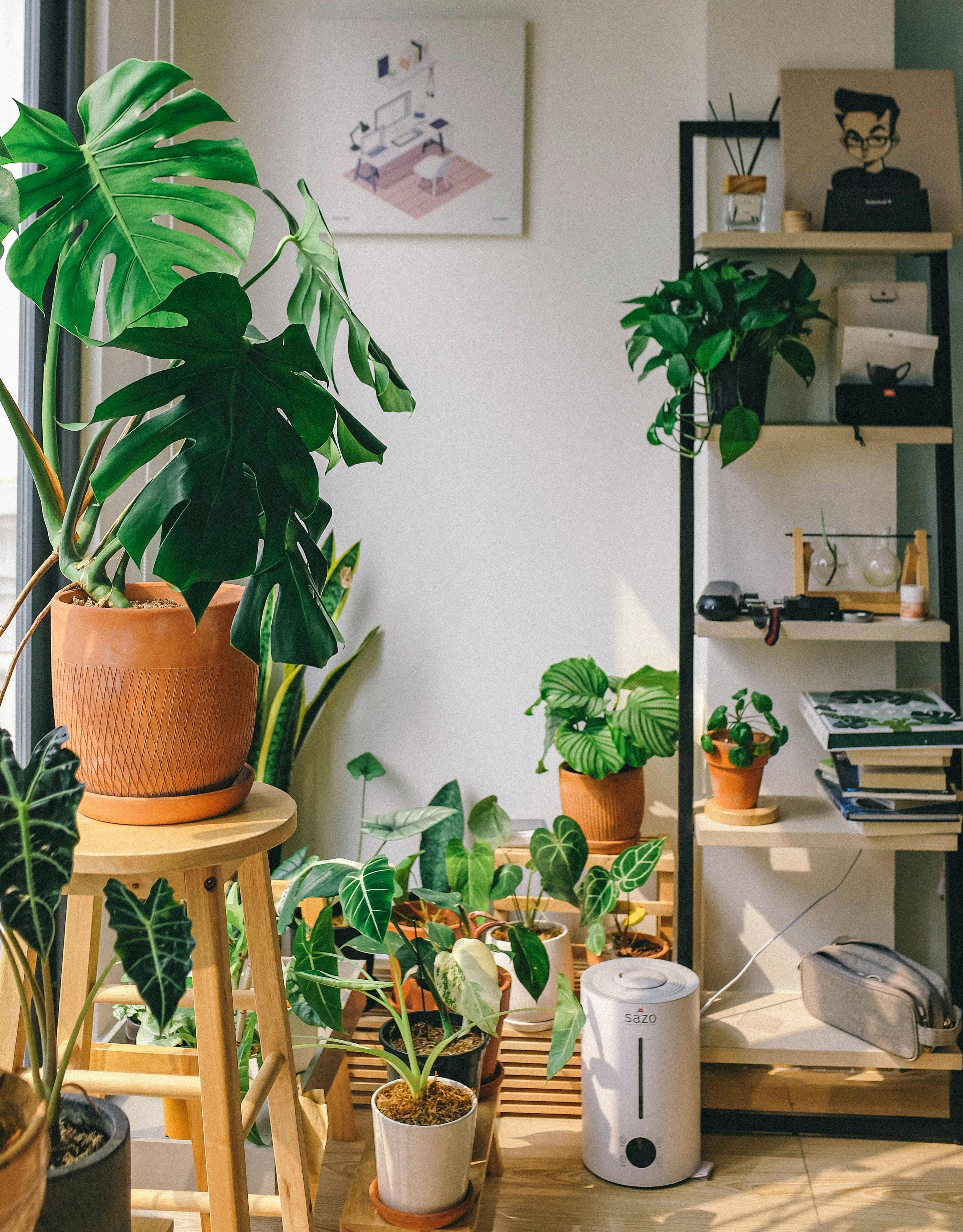 Indoor plants being maintained in fall