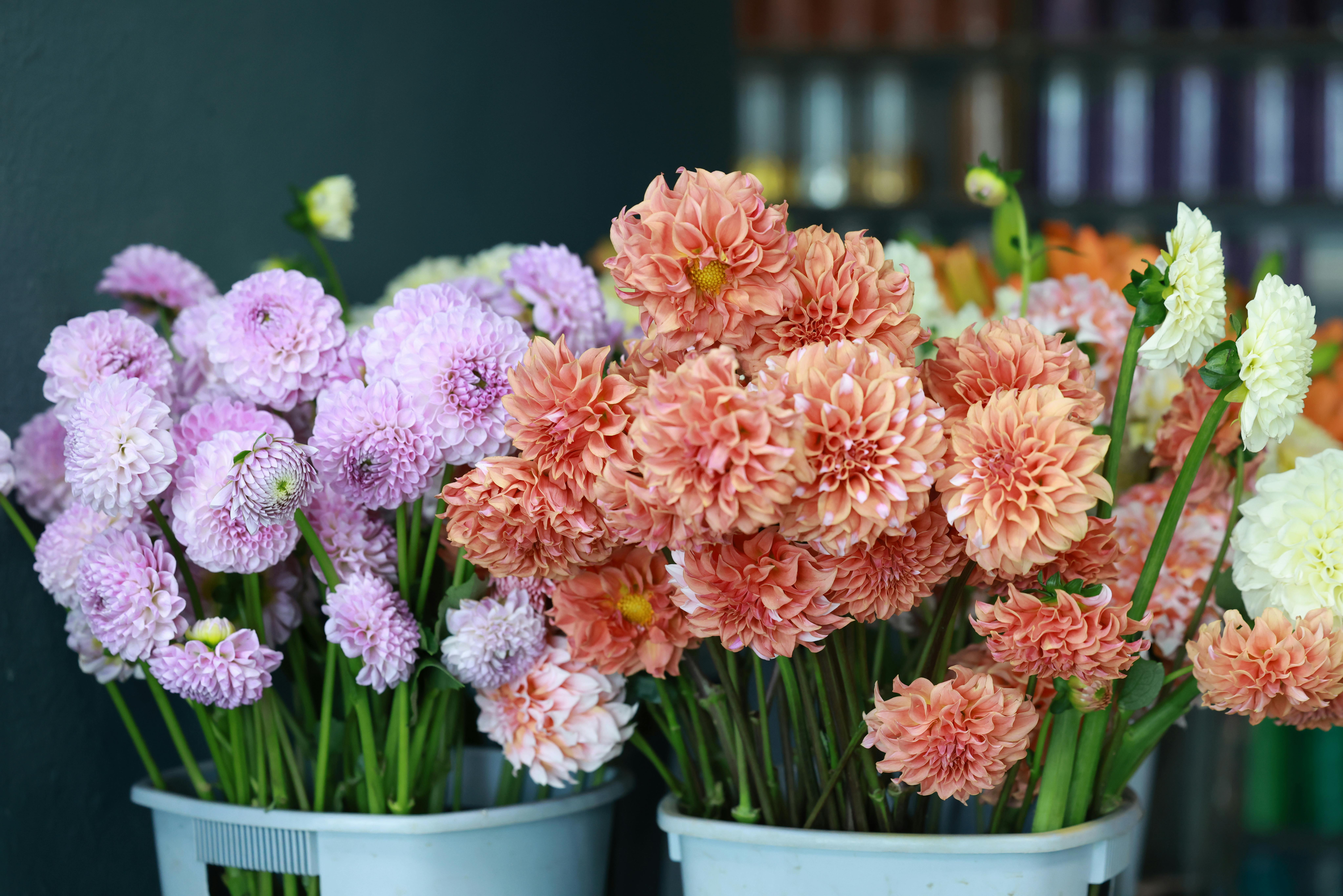Potted autumn flowers in garden