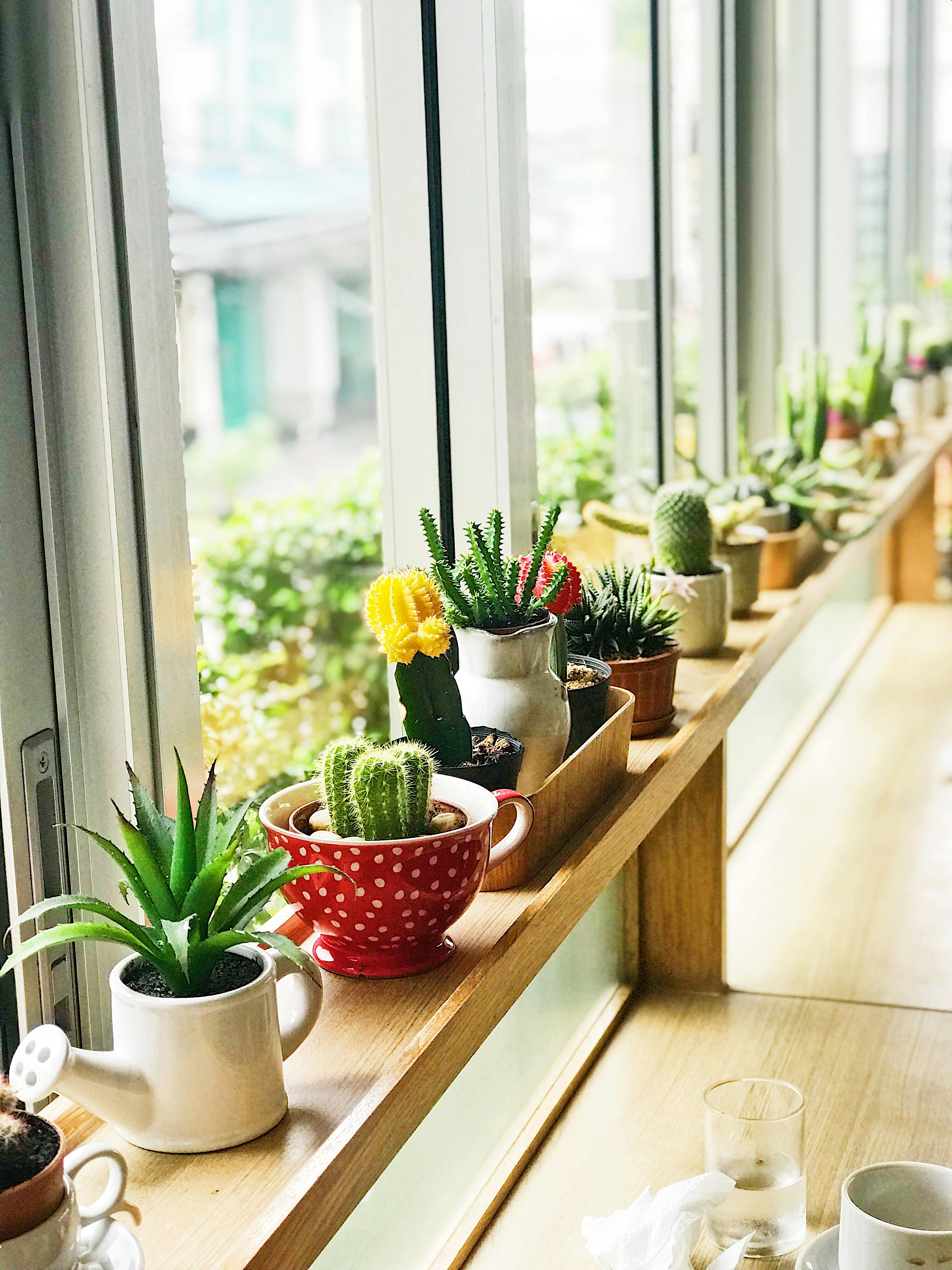 Indoor plants in pots