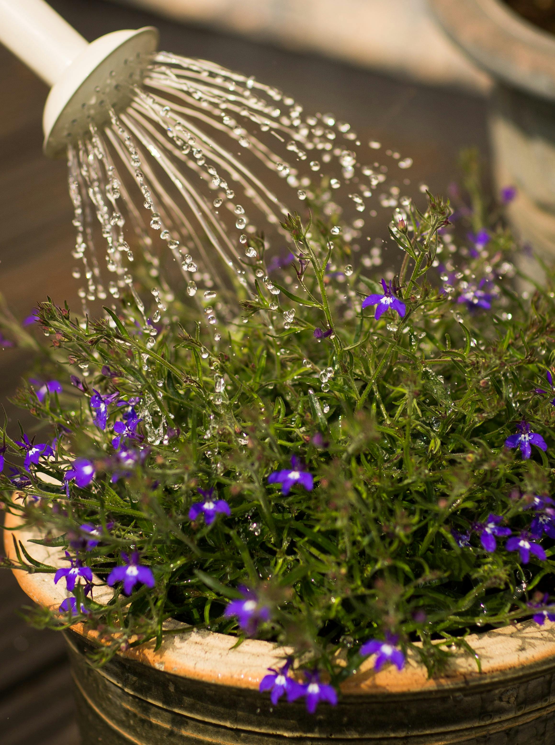 Watering indoor plants