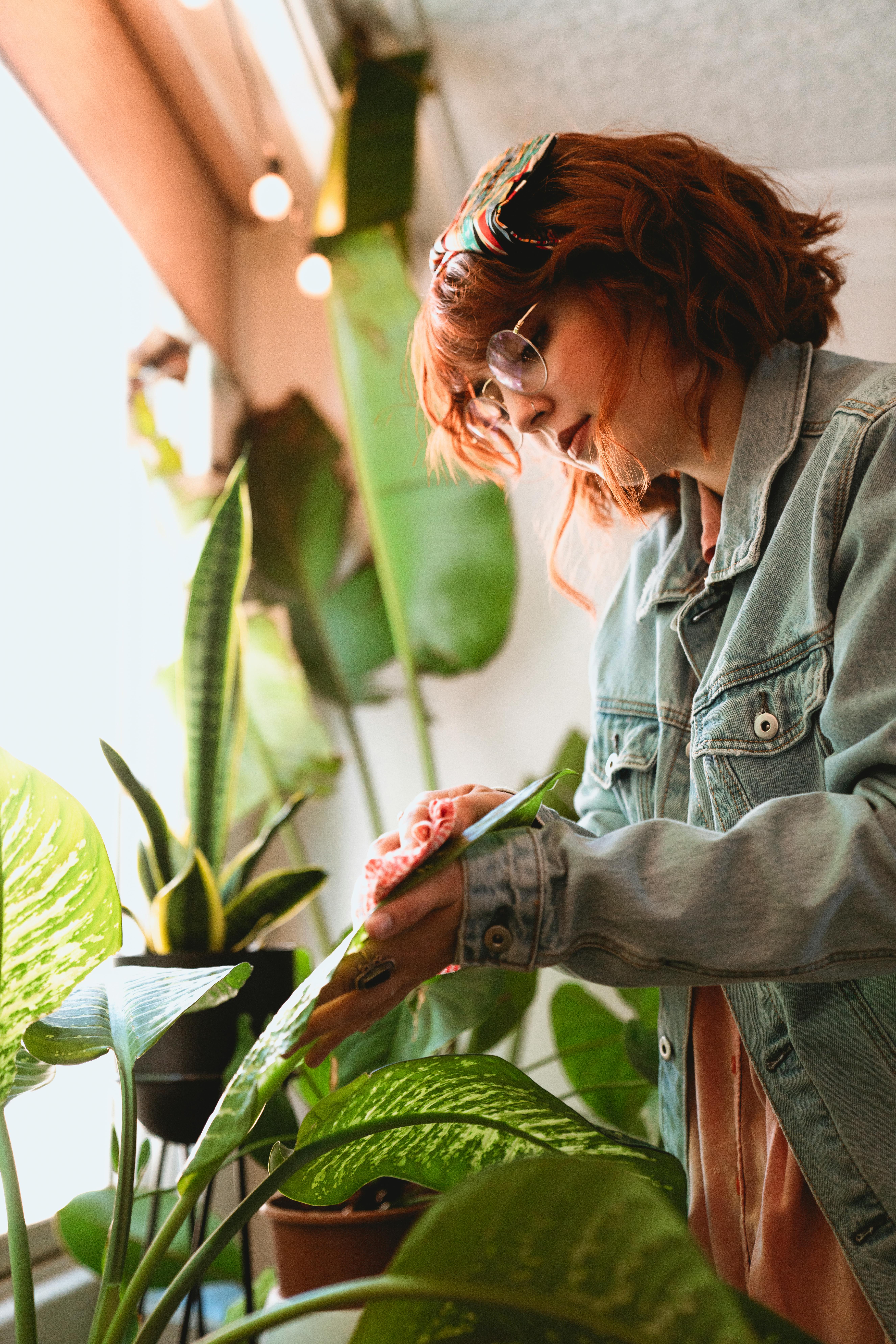 Cleaning indoor plant leaves