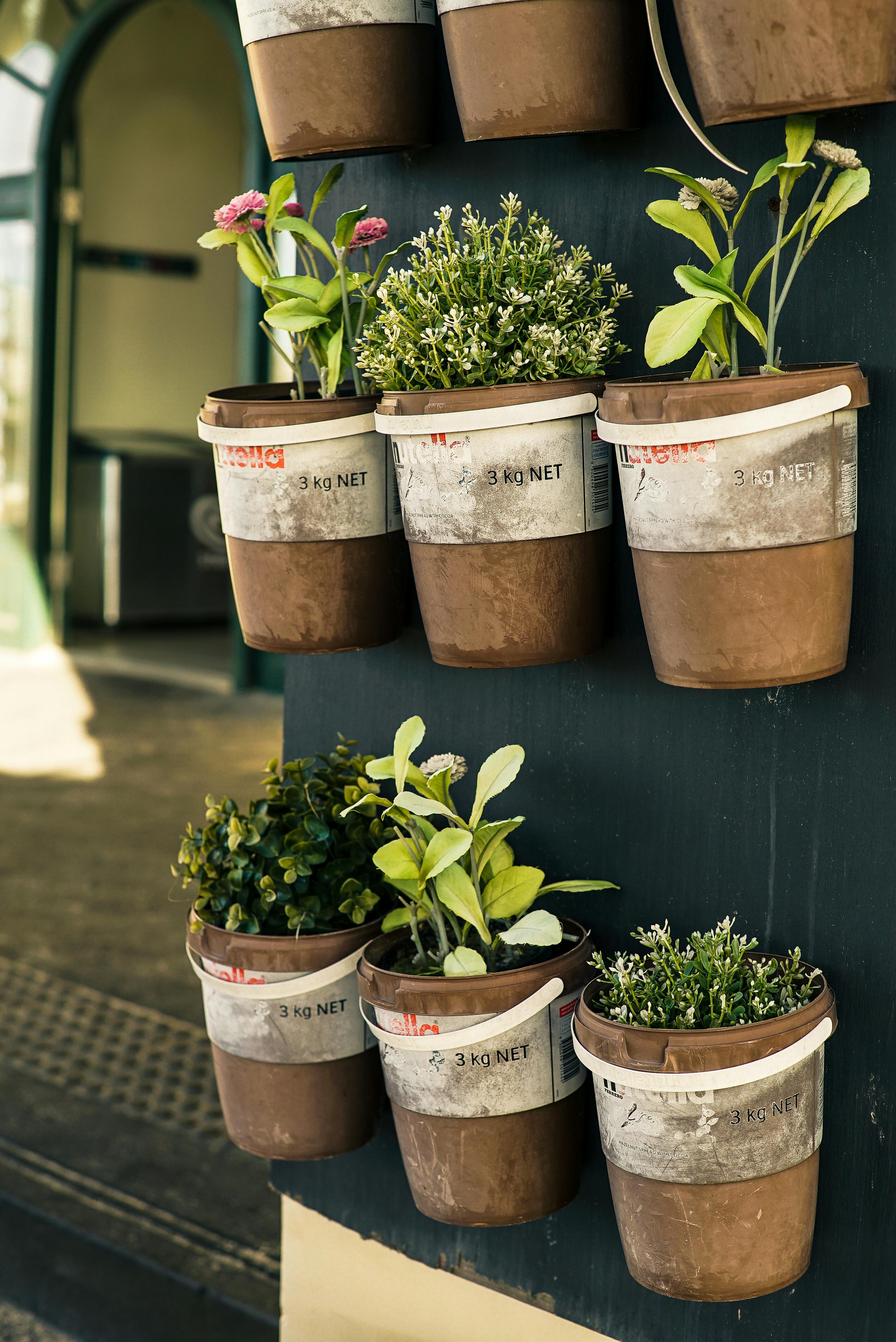 Low-maintenance plants for seniors