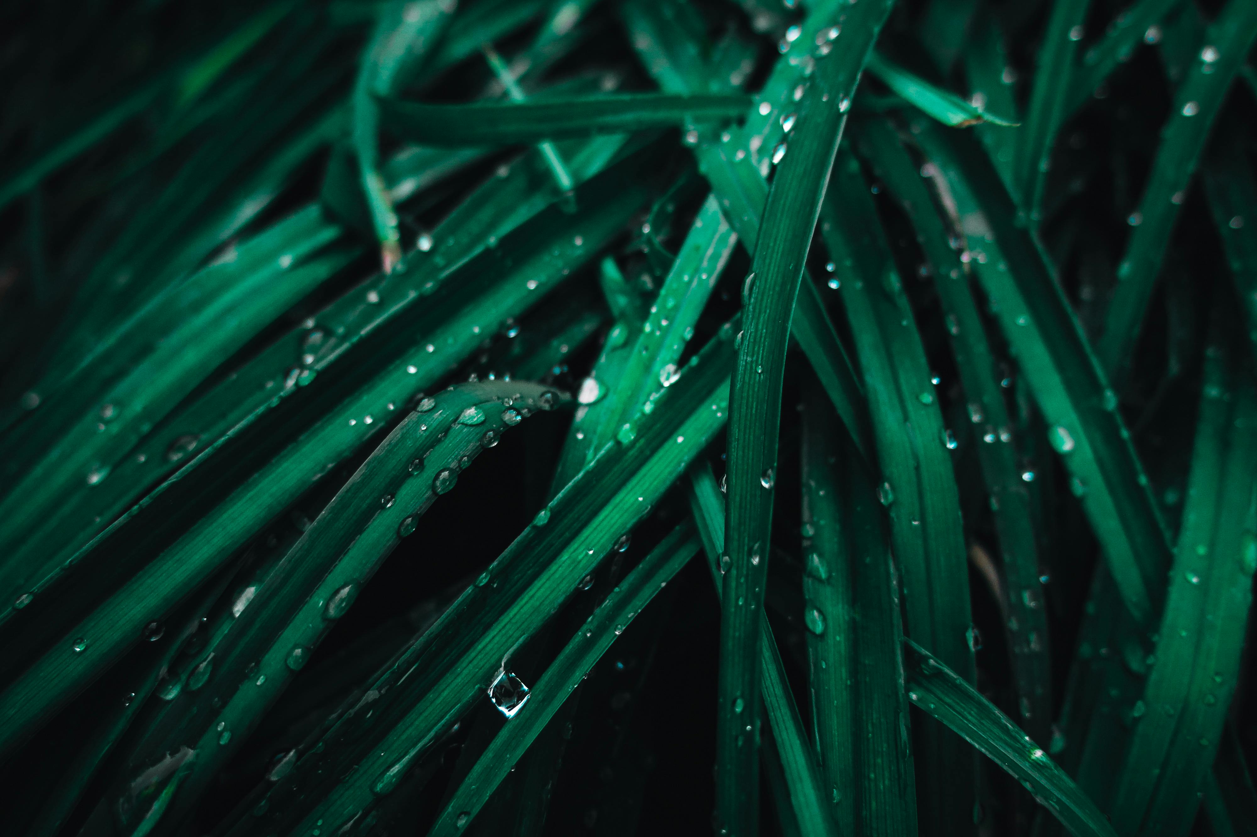 Ornamental grasses in garden