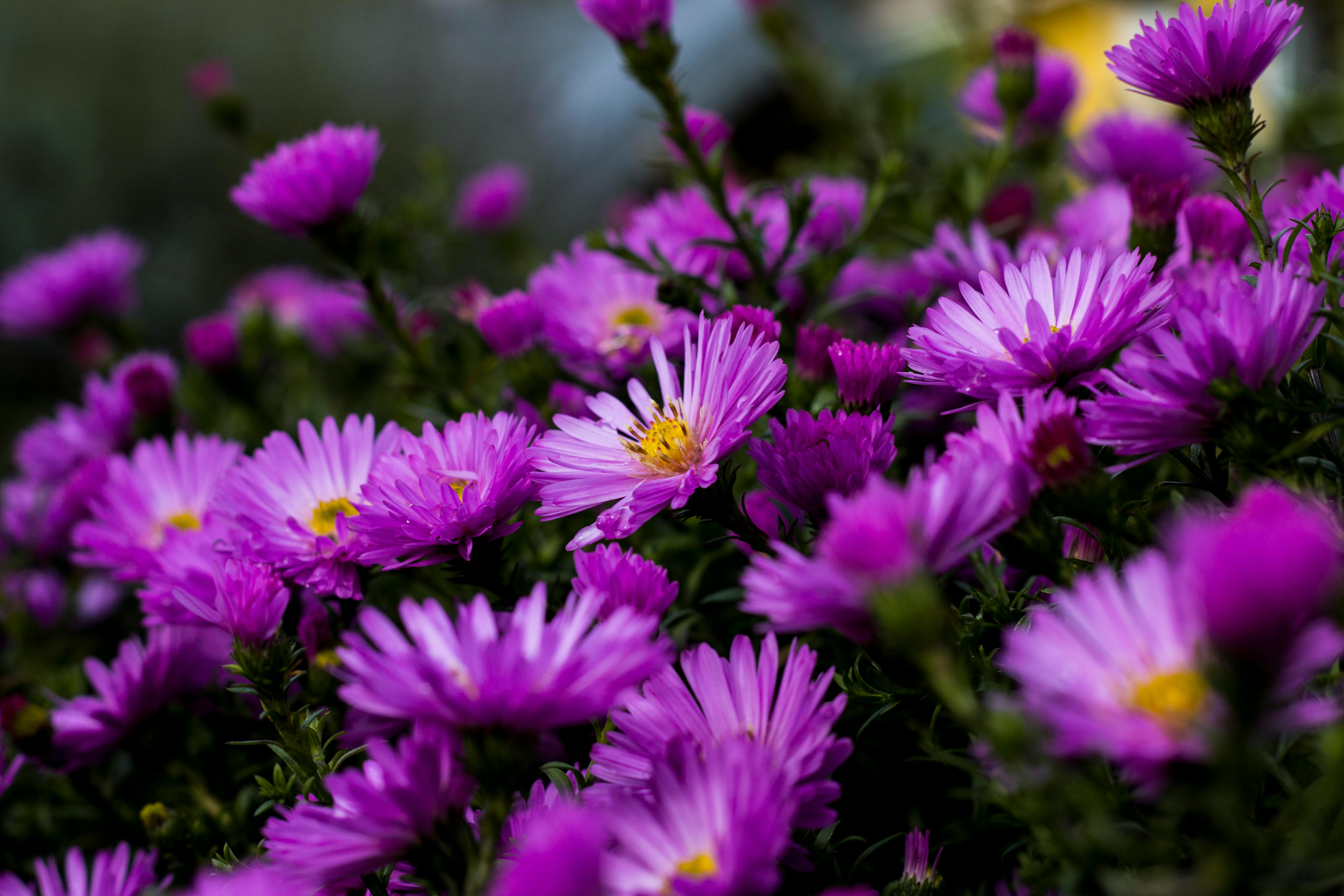 Colorful perennial flowers