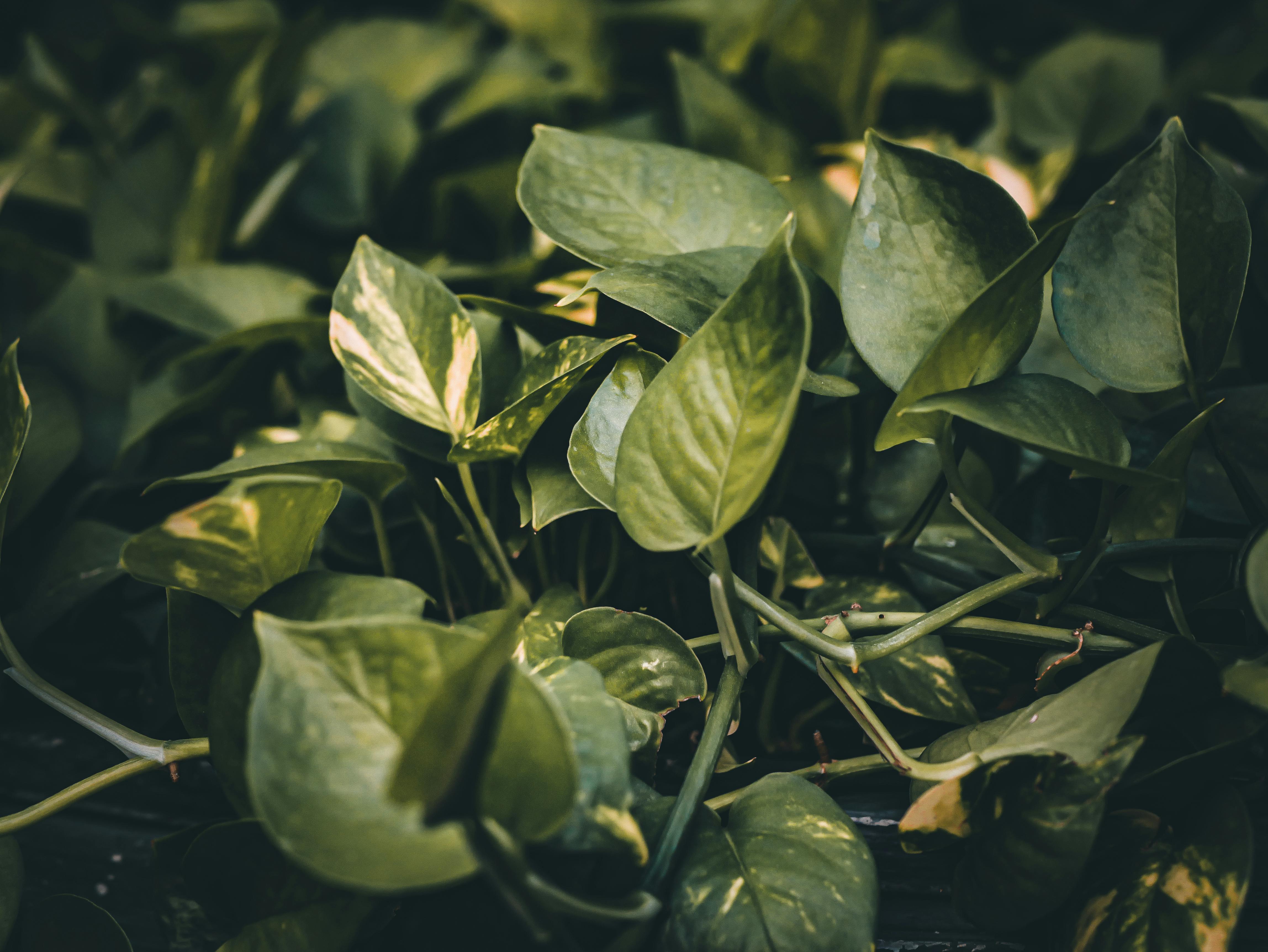 Indoor pothos plant