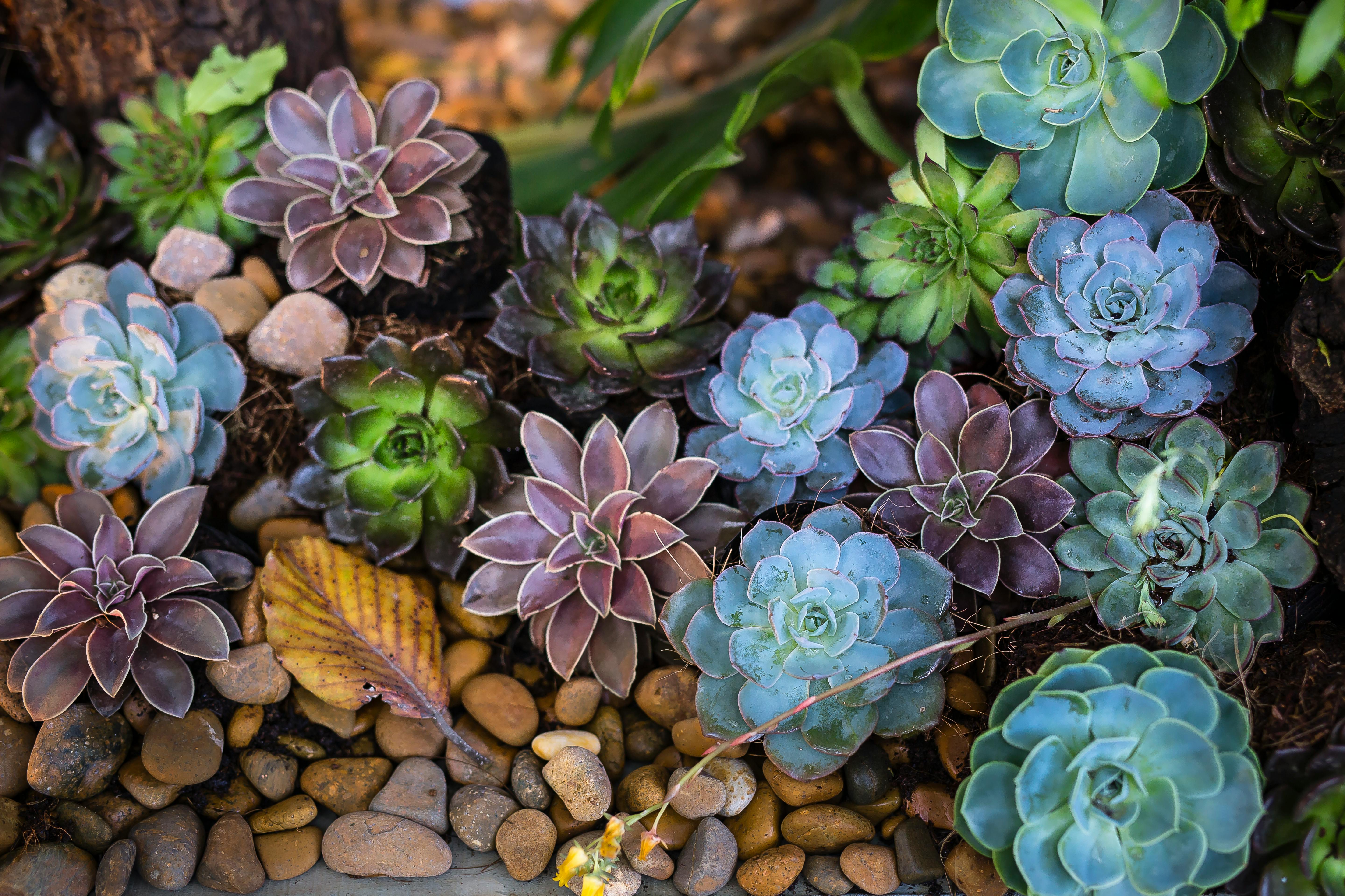 Variety of succulents in pots